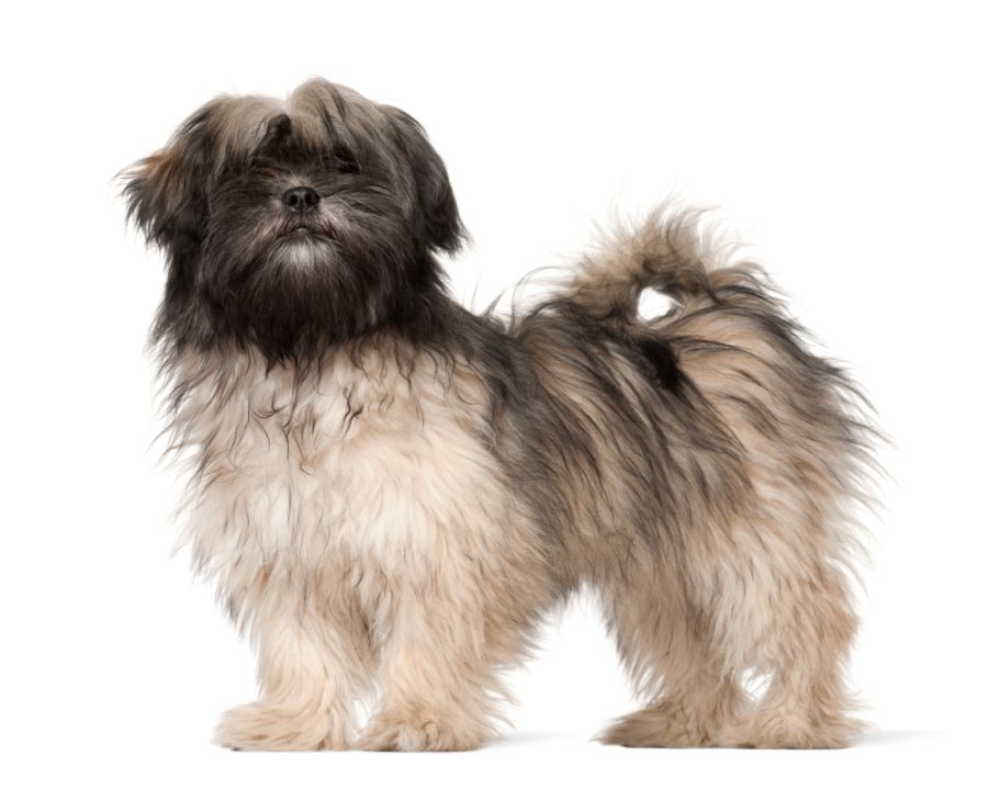 Lhasa apso – czuły kudłacz