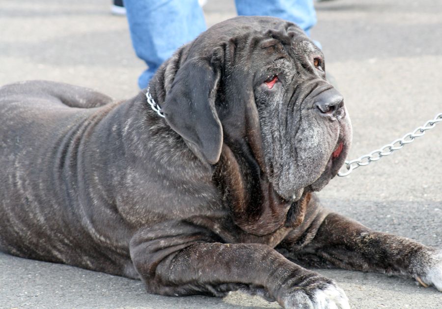 Mastino napoletano – potężny i spokojny