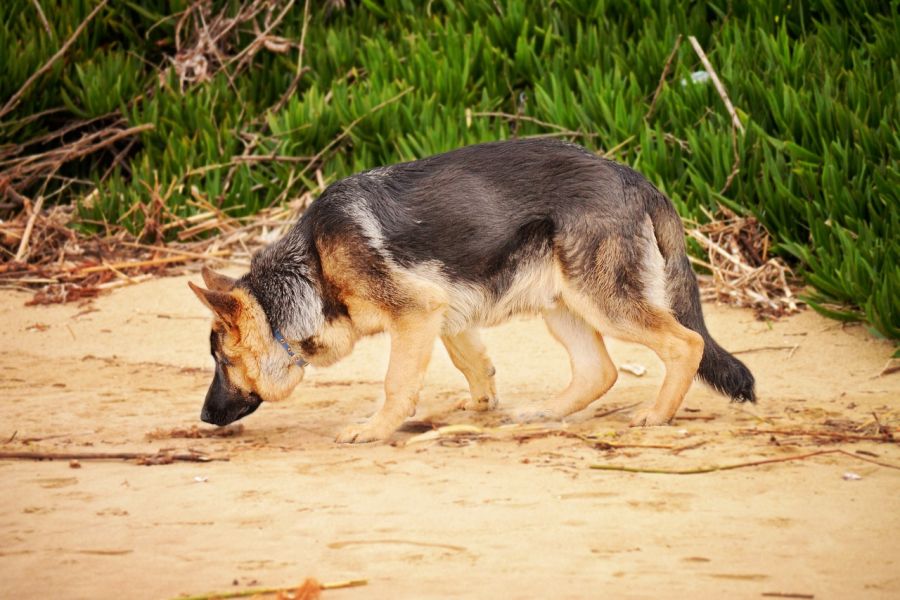 owczarek niemiecki krótkowłosy węszy na plaży