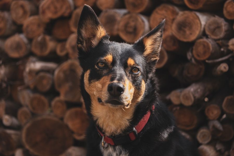 owczarek australijski kelpie portret czarnego podpalanego psa w czerwonej obroży na tle drzewa