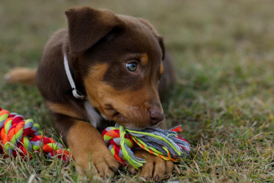 owczarek australijski kelpie szczeniak leży na trawie i gryzie zabawkę