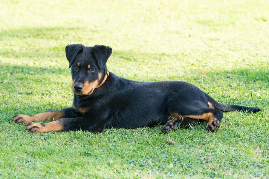 Owczarek francuski beauceron leży na trawie