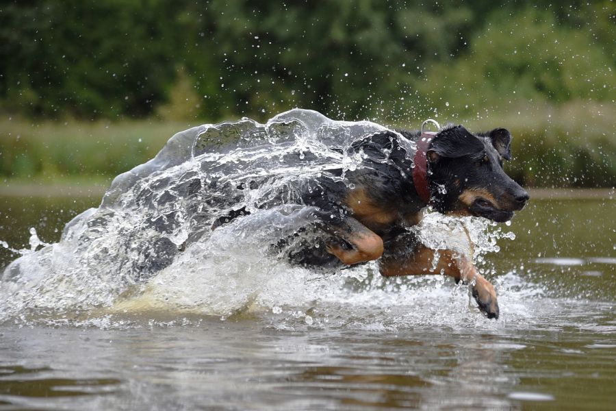 owczarek francuski beauceron biegnie przez wodę