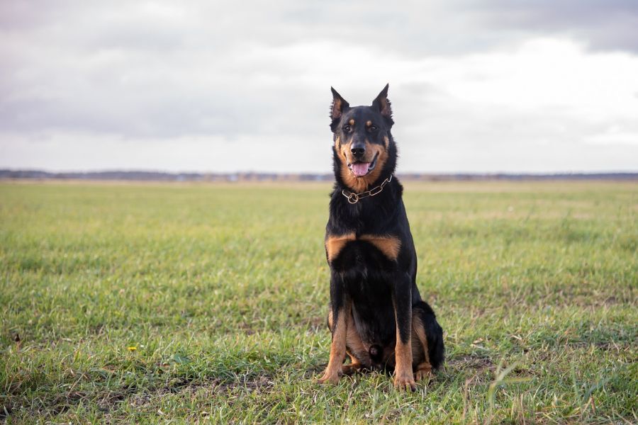 owczarek francuski beauceron pies z ciętymi uszami siedzi na środku trawnika