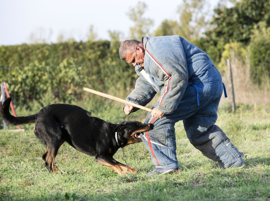 owczarek francuski beauceron podczas treningu obrony gryzie pozoranta