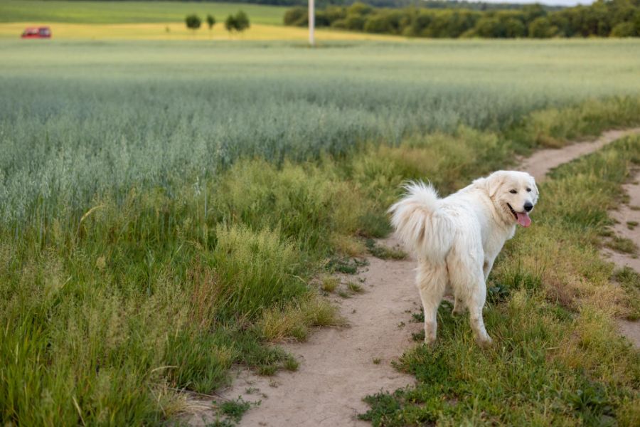 Owczarek maremma na łące