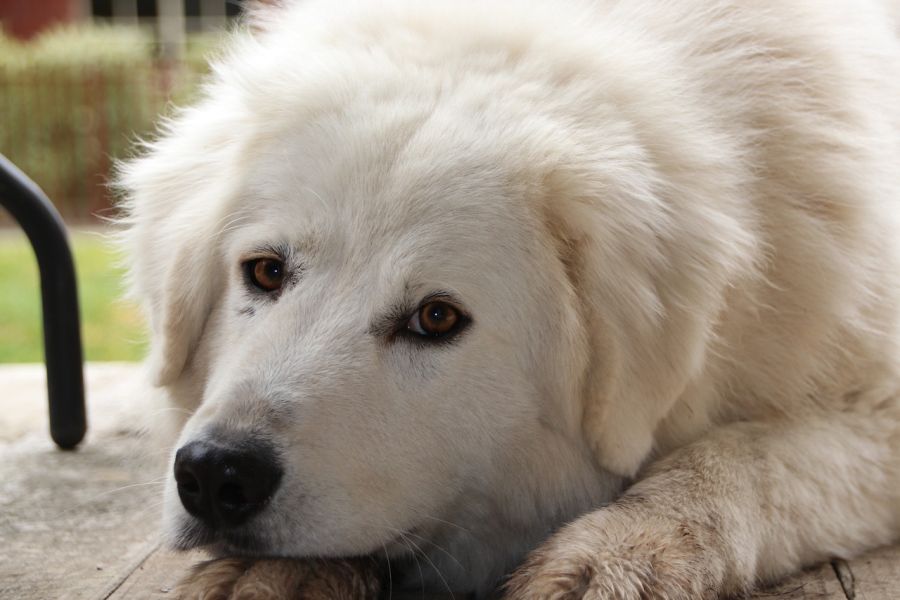 Owczarek maremma patrzy leżąc