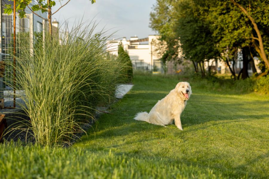 Owczarek maremma siedzi w ogrodzie