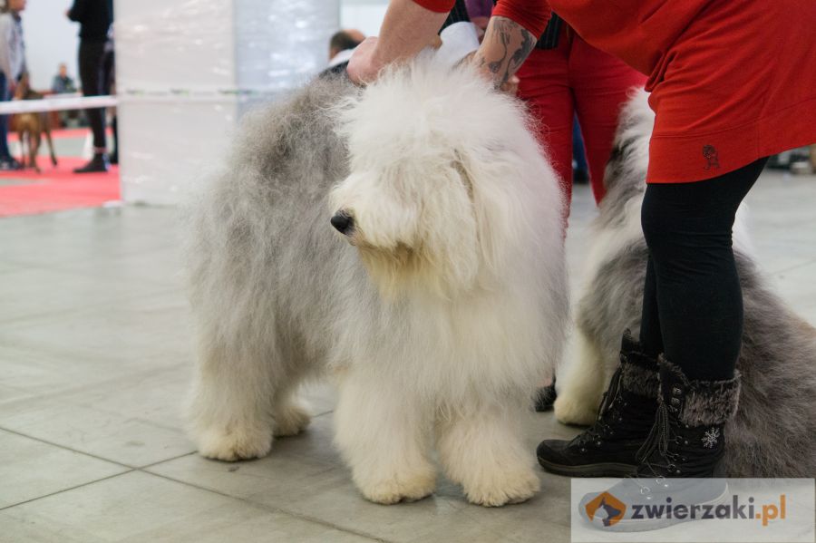 owczarek staroangielski bobtail podczas groomingu na wystawie psów rasowych