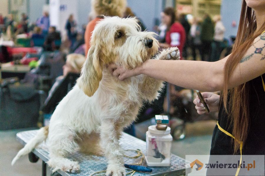 petit basset griffon vendeen na stole do groomingu na wystawie psów rasowych