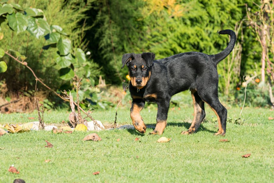 beauceron owczarek francuski szczeniak w ogrodzie