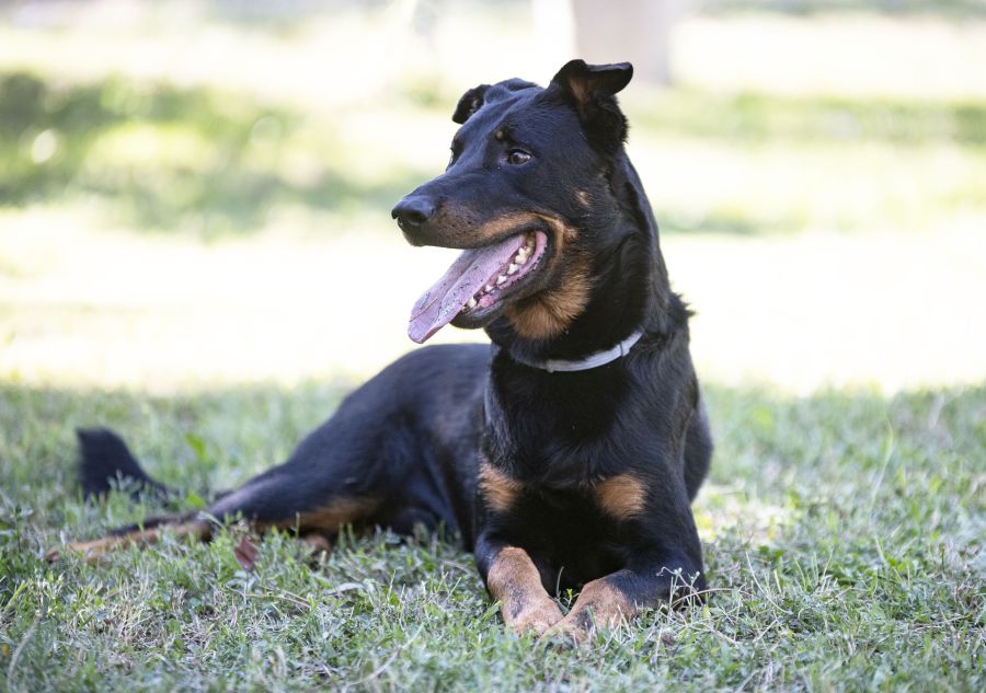 Pies beauceron leży na trawie