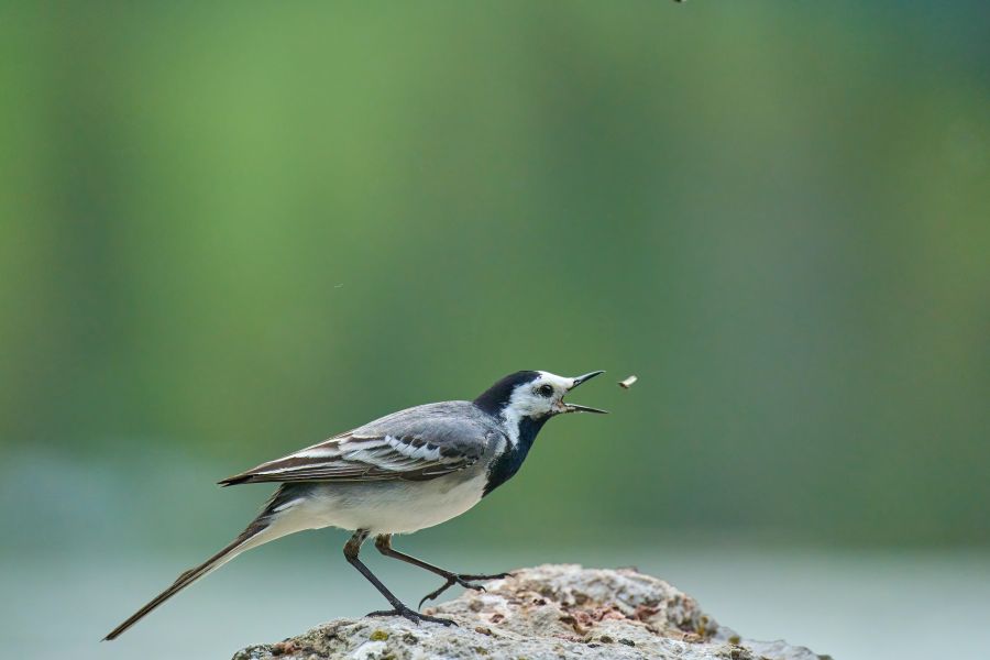 pliszka - Motacilla alba – występowanie