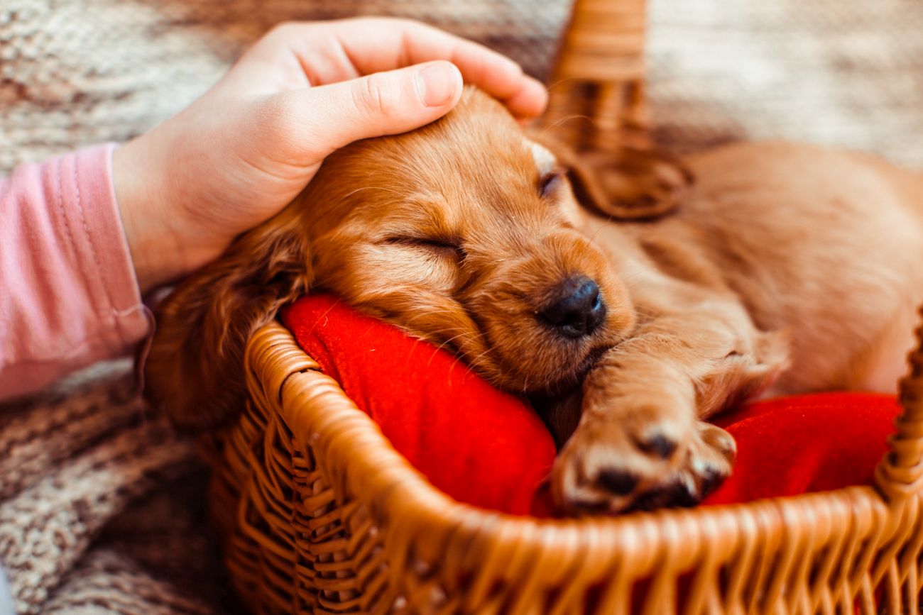 pretty girl embarcing basket with dog