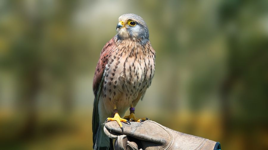 Pustułka (Falco tinnunculus)