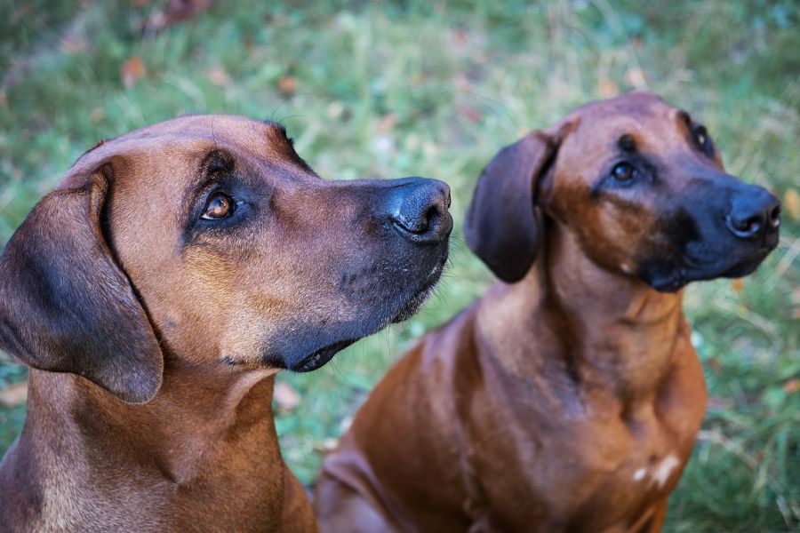 psy rhodesian ridgeback siedzą i patrzą