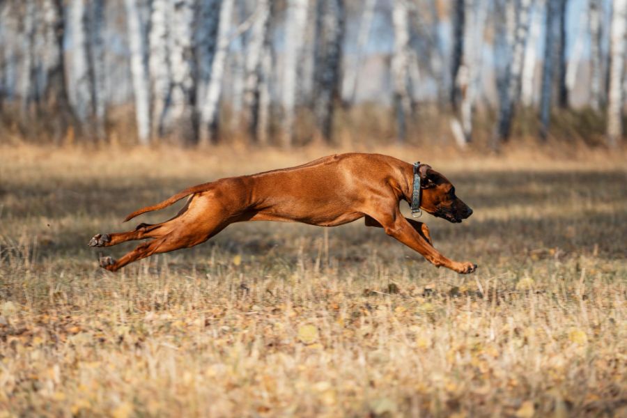 rhodesian ridgeback biegnie przez pole