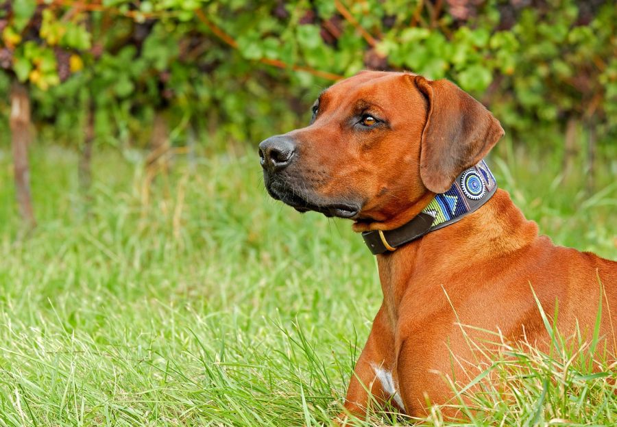 rhodesian ridgeback leży na trawniku