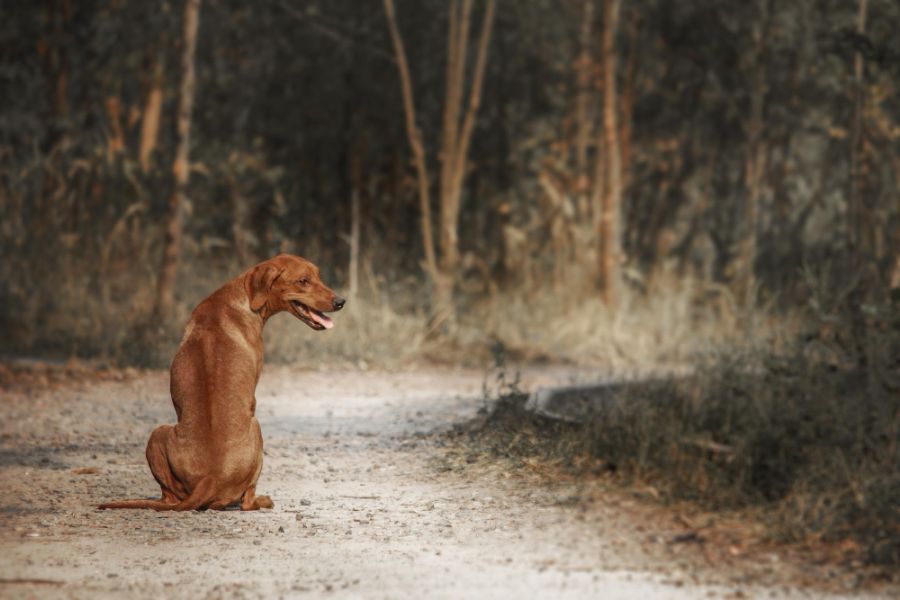 rhodesian ridgeback siedzi tyłem do kamery na drodze, widoczna pręga na grzbiecie