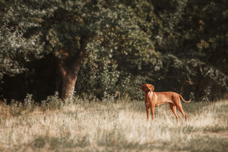 rhodesian ridgeback stoi w polu na tle drzew