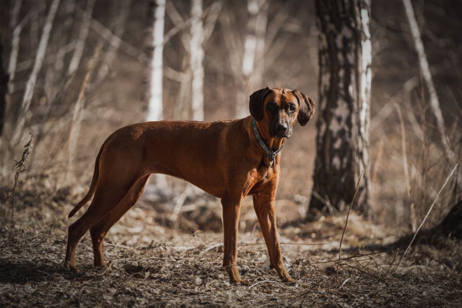 rhodesian ridgeback stoi na drodze w lesie