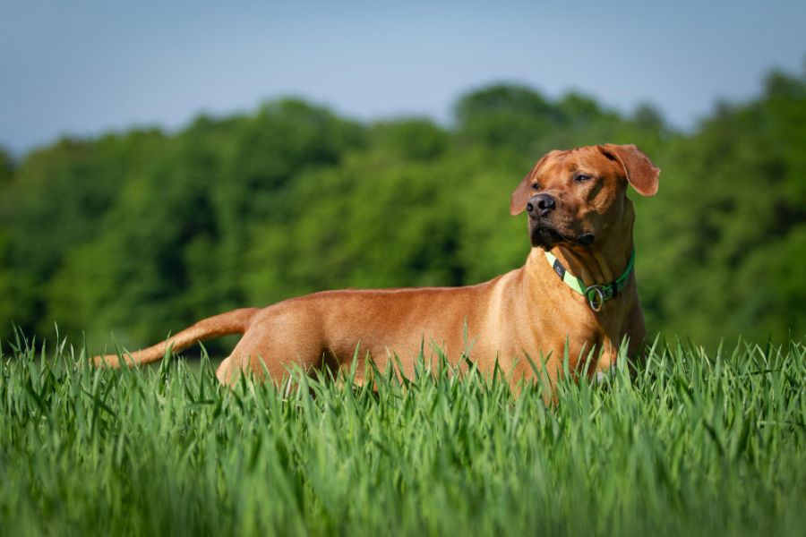 rhodesian ridgeback w wysokiej trawie