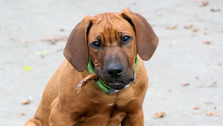 rhodesian ridgeback szczeniak z patykiem w pysku patrzy w kamerę