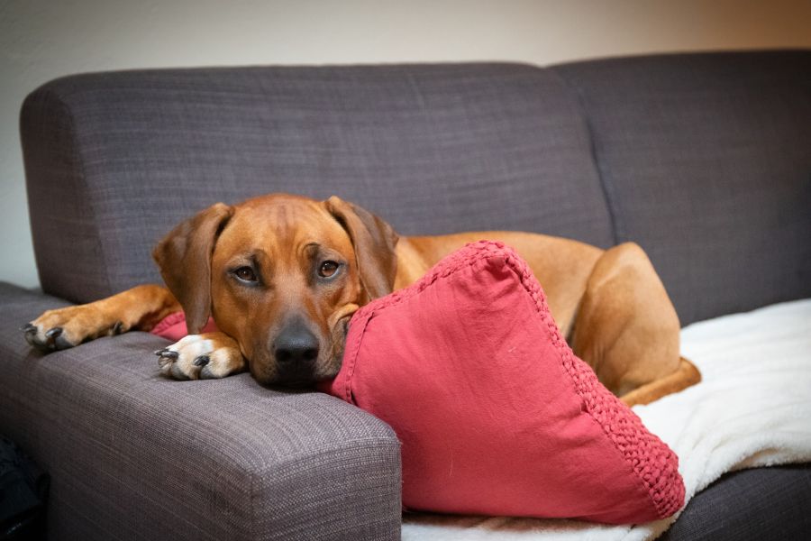 rhodesian ridgeback leży na kanapie