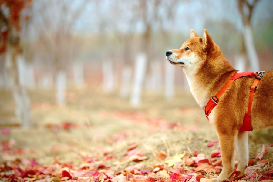 Shiba inu w szelkach jesienią