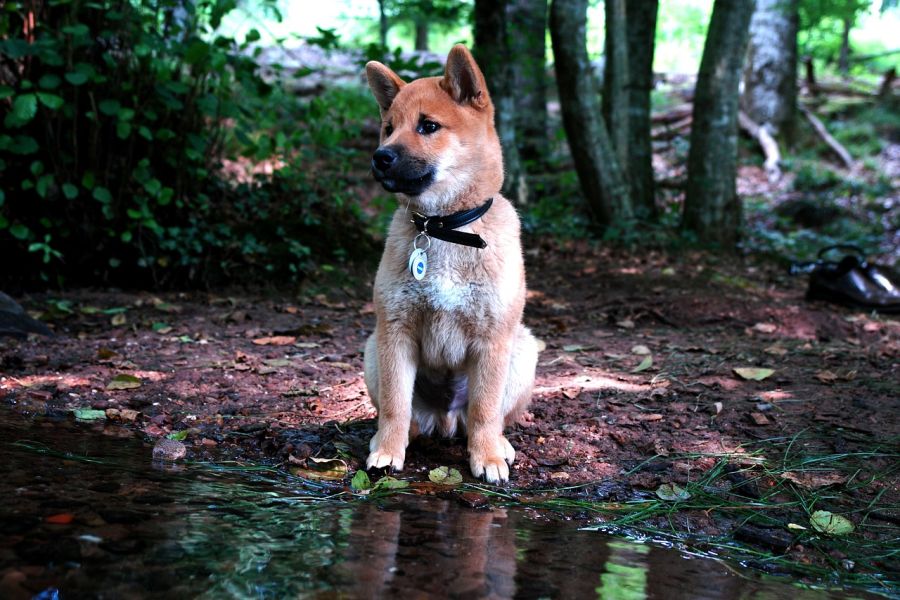 shiba inu młody pies siedzi na kałużą w lesie