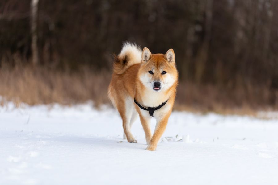 Shiba inu na śniegu