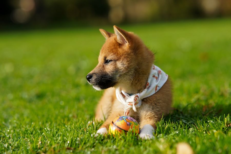 shiba inu szczeniak leży na trawie z zabawką