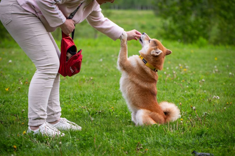 Shiba inu – szkolenie