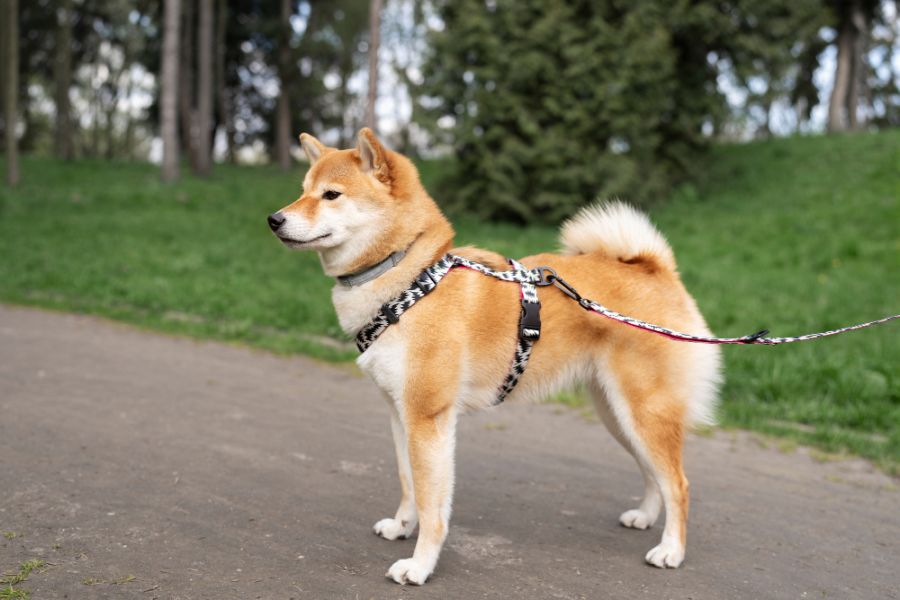 Shiba inu w szelkach i na smyczy