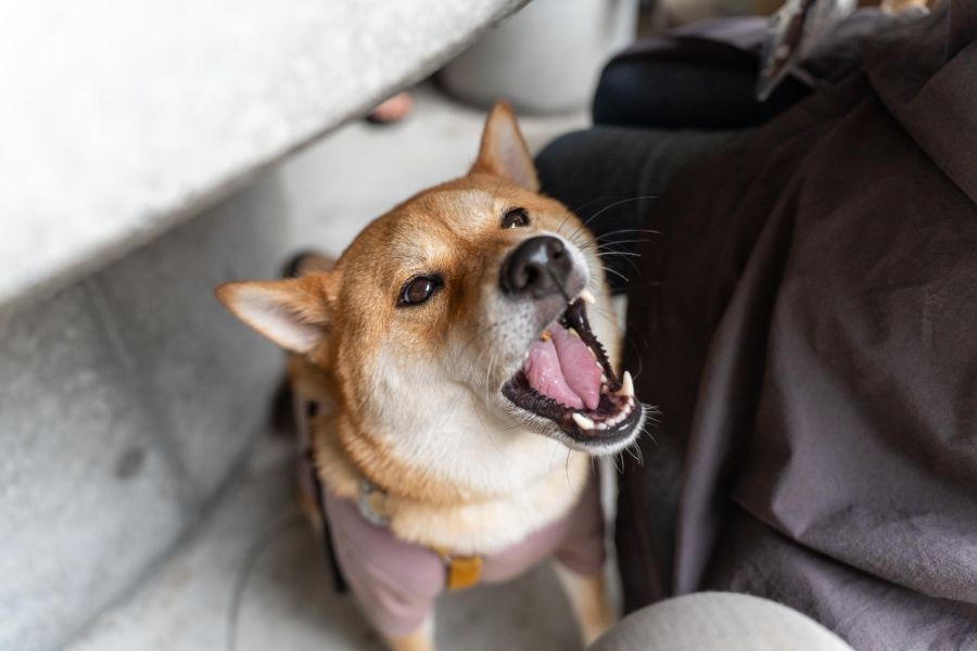 shiba inu pies z otwartym pyskiem patrzy do góry