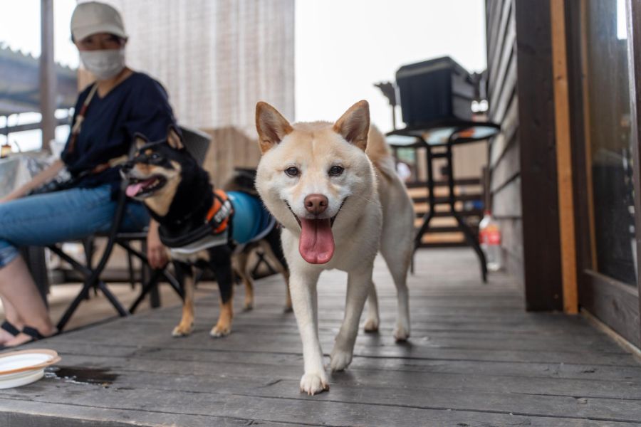 shiba inu zdyszany pies chodzi po tarasie w tle człowiek i drugi pies