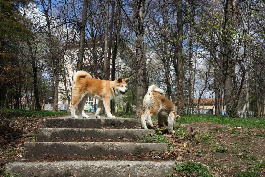 akita inu na schodach