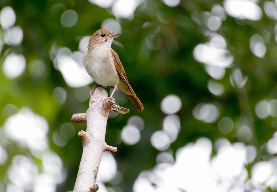 Słowik szary (Luscinia luscinia)