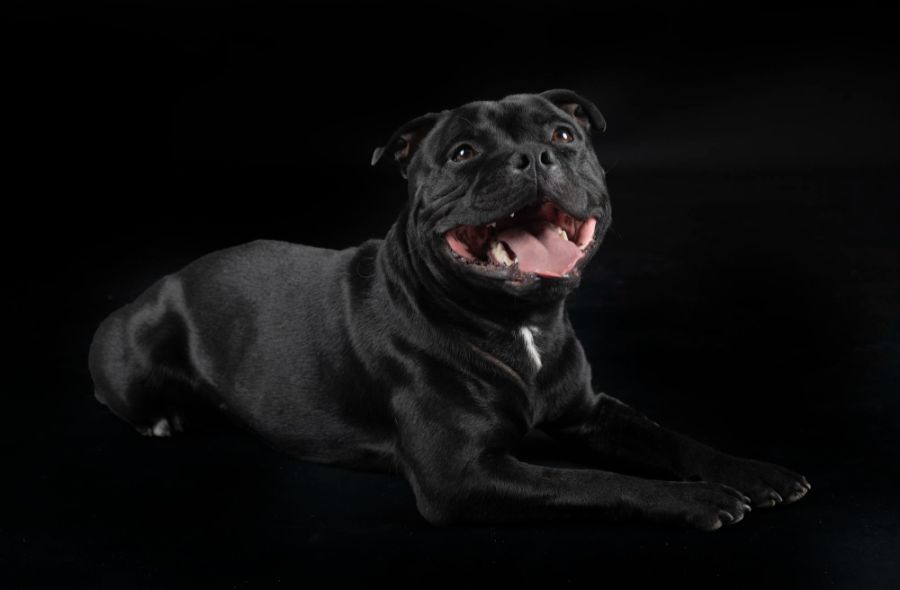 staffordshire bull terrier czarny pies leży na czarnym tle