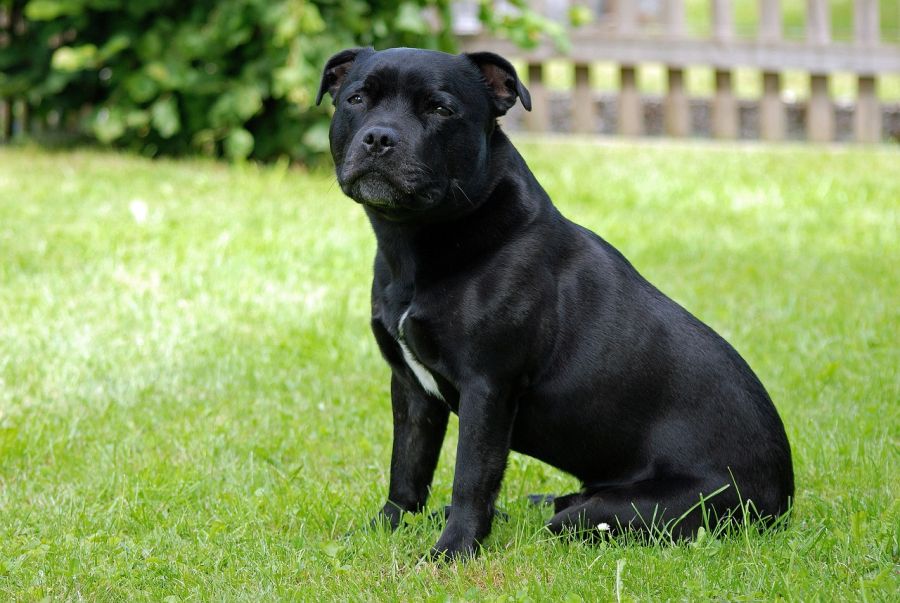 staffordshire bull terrier czarny pies siedzi na trawie