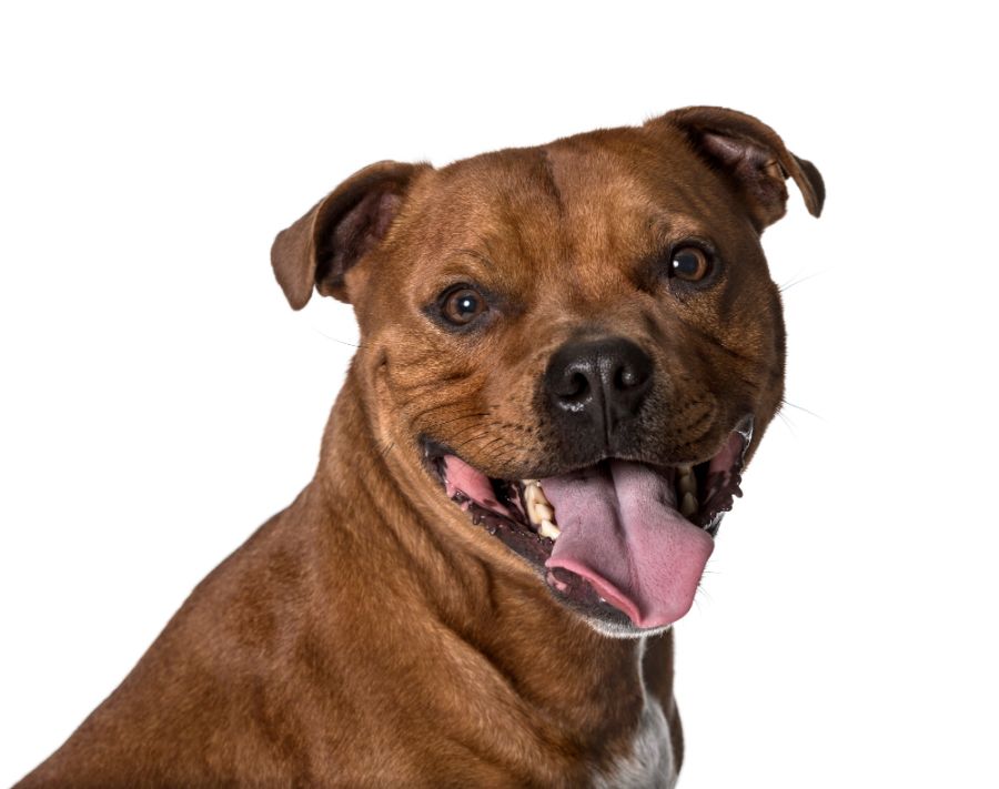 staffordshire bull terrier portret brązowego psa