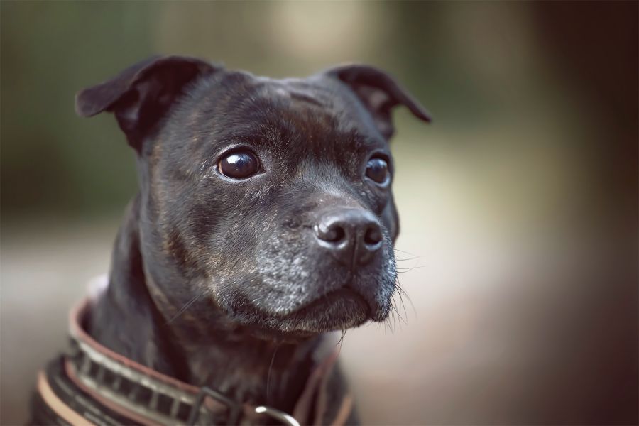 staffordshire bull terrier portret starszego psa