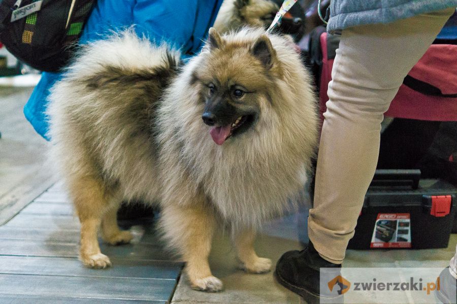 szpic wilczy stoi obok opiekuna na wystawie psów rasowych