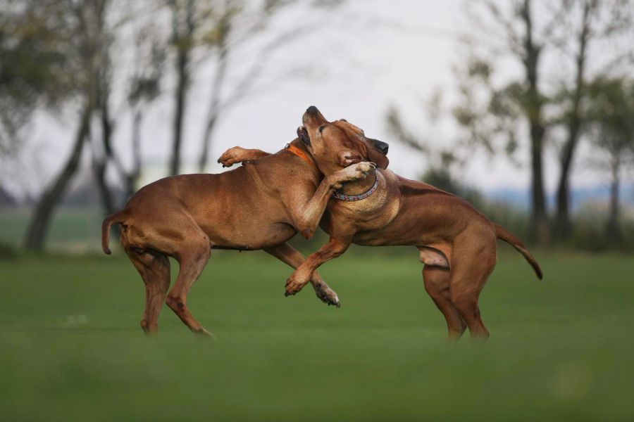 psy rasy rhodesian ridgeback bawią się