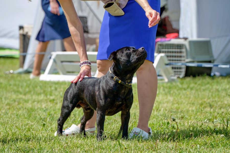 terier staffordshire bull terrier na wystawie psów pozuje