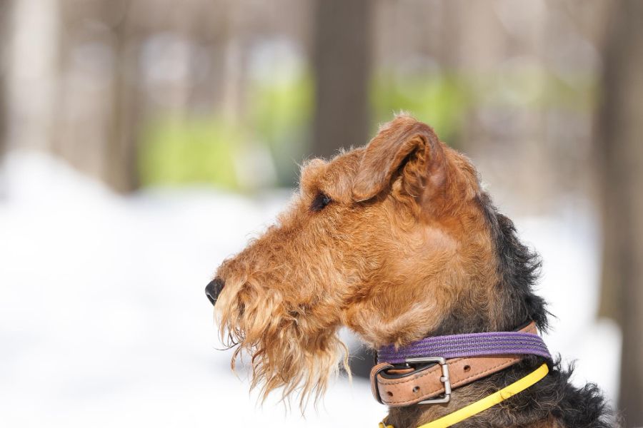 Terier walijski (Welsh Terrier)