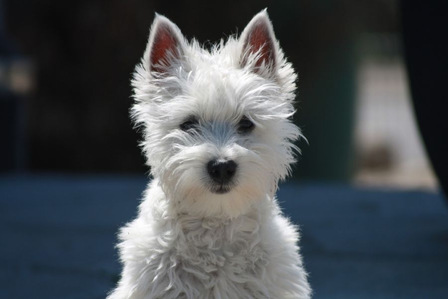 terier west highland white terrier szczeniak patrzy w obiektyw