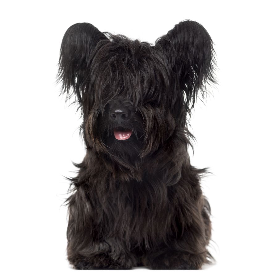 skye terrier czarny siedzi