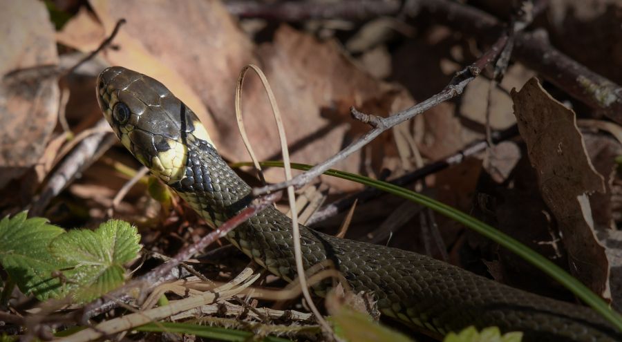 węże w polsce - czy polskie węże można trzymać w terrarium?