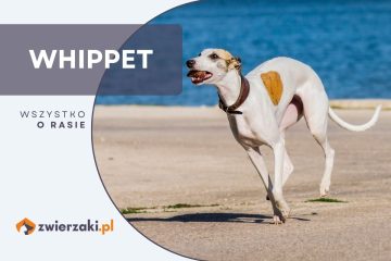 whippet